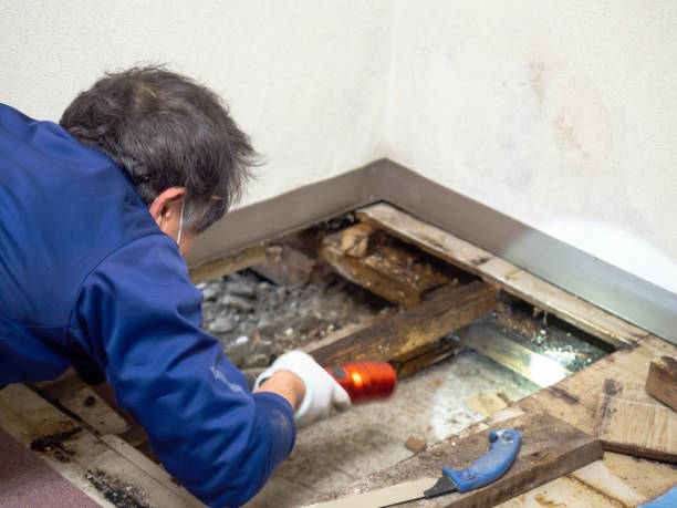 Best Attic Mold Remediation in El Dorado Hills, CA