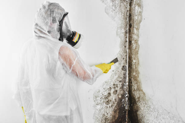 Best Mold Remediation for Schools in El Dorado Hills, CA