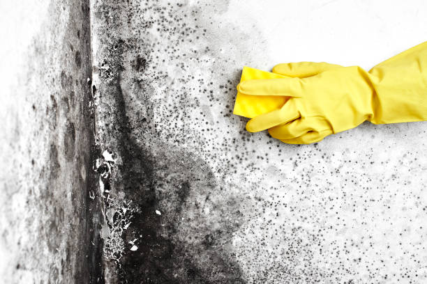 Best DIY Mold Remediation Support Services in El Dorado Hills, CA