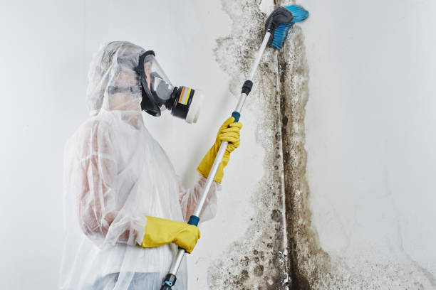 Best Mold Remediation for Schools in El Dorado Hills, CA
