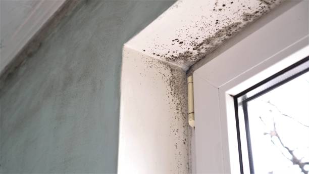 Best Black Mold Remediation in El Dorado Hills, CA