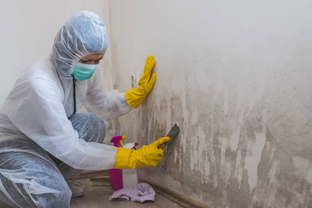 Best Residential Mold Remediation in El Dorado Hills, CA