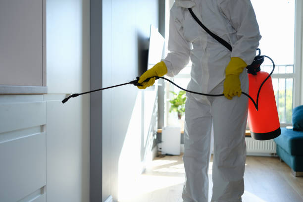 Best Post-Remediation Services in El Dorado Hills, CA