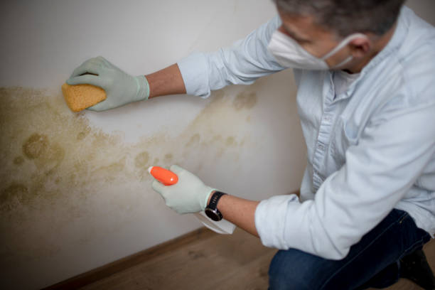 Best Kitchen Mold Remediation in El Dorado Hills, CA