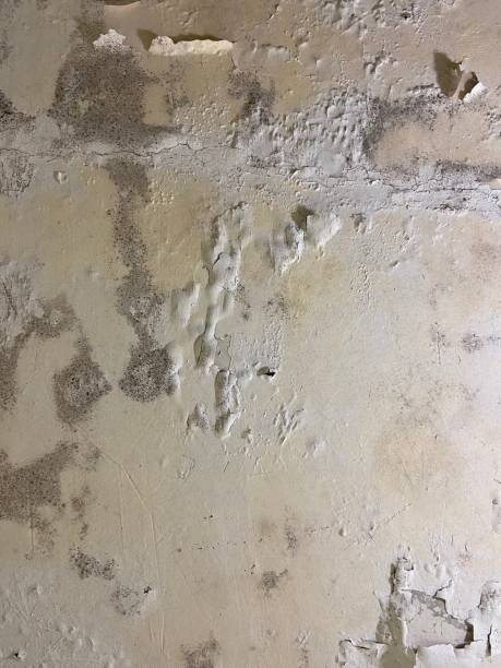 Best HVAC Mold Remediation in El Dorado Hills, CA