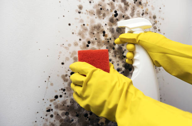 Best Health and Safety Mold Remediation in El Dorado Hills, CA