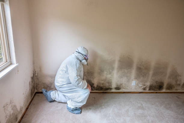 Best Residential Mold Remediation in El Dorado Hills, CA