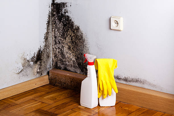 Best White Mold Remediation in El Dorado Hills, CA