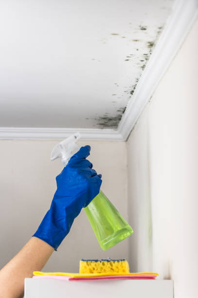 Best Attic Mold Remediation in El Dorado Hills, CA